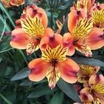 Alstroemeria aurea花