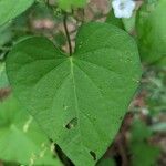 Ipomoea lacunosa Liść