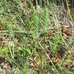 Plantago aristata Habit