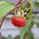 Rubus idaeus फल