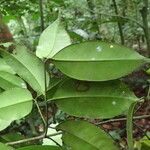 Garcinia epunctata Φύλλο