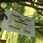 Pinus tabuliformis その他の提案