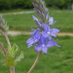 Veronica teucrium Flower