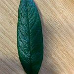 Cotoneaster frigidus Leaf