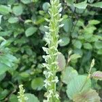 Platanthera hyperborea Floare