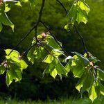 Ulmus glabra Folha