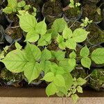Bobgunnia fistuloides Hoja