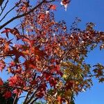 Liquidambar formosana Leaf