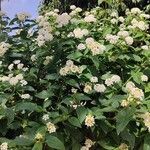 Lantana canescens Агульны выгляд