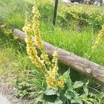 Verbascum nigrum花