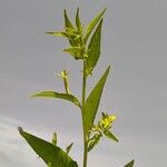 Ludwigia hyssopifolia Flower