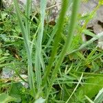 Allium narcissiflorum Hoja