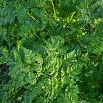 Cicuta maculata Leaf