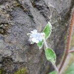 Myosotis arvensis Fleur