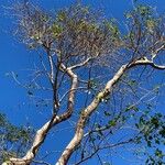Bursera simaruba ശീലം