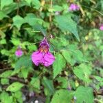 Impatiens textorii Blüte