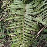 Thelypteris interrupta Folio