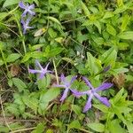 Vinca herbacea 花