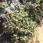 Limonium minutum Foglia