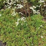 Saxifraga hostii Libunga