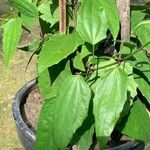 Thunbergia coccinea Yaprak