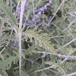 Salvia abrotanoides Leht