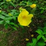 Allamanda catharticaVirág