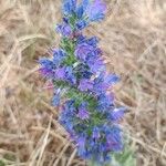 Echium vulgareЦветок