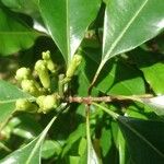 Syzygium aromaticum Цветок