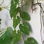 Aristolochia cauliflora برگ