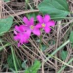 Oxalis lasiandra Flor