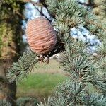 Cedrus atlantica