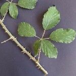 Rubus winteri Blad