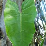 Philodendron gigas ഇല