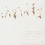 Solenopsis laurentia 形態