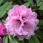 Rhododendron pachytrichum Λουλούδι