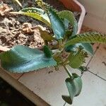 Kalanchoe daigremontiana Φύλλο