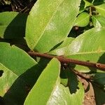 Psorospermum febrifugum Blatt