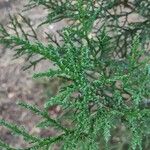 Juniperus foetidissima 叶