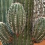 Pachycereus pringlei кора