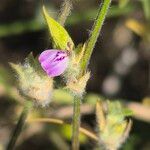 Justicia heterocarpa Bloem