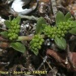 Herniaria ciliolata Likasa