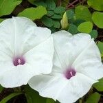 Ipomoea pandurata Flors