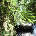 Coniogramme africana Hábito