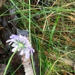 Scabiosa columbaria Alia