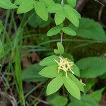 Lonicera morrowii Levél