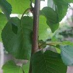 Prunus avium Кора