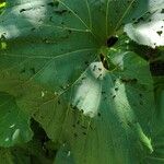 Petasites japonicus Leaf