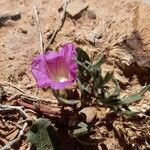 Ipomoea plummerae 整株植物