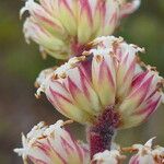 Dracophyllum ramosum Flor
